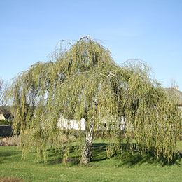 Betula pendula Youngii